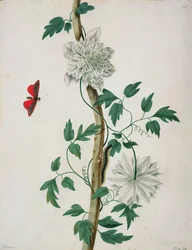 Études de fleurs, XVIIIe siècle
